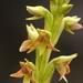 Sunny Páramo Orchid - Photo (c) Anneke Jonker, some rights reserved (CC BY-NC), uploaded by Anneke Jonker