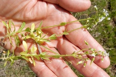Cerastium brachypodum