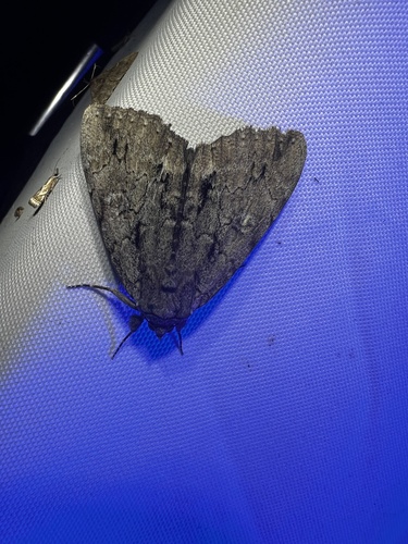 Angus’ Underwing photo 3