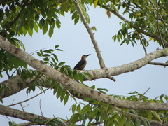 Melanerpes radiolatus