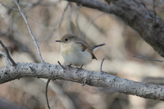 Ficedula