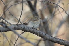 Ficedula