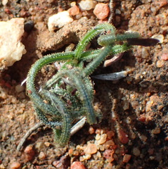 Albuca viscosa