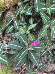 Ruellia makoyana