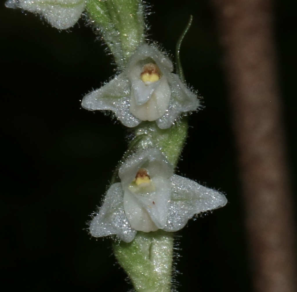Goodyera marginata