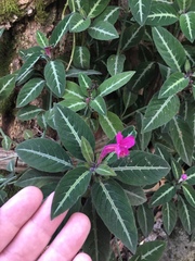 Ruellia makoyana