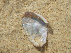 Haliotis coccoradiata