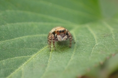 Carrhotus sannio
