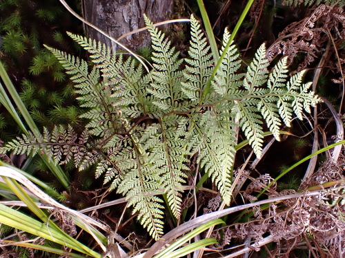 Paesia scaberula (Paesia scaberula)