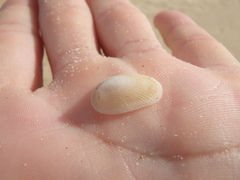 Tugali parmophoidea