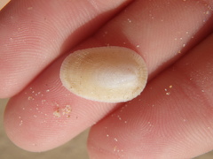 Tugali parmophoidea