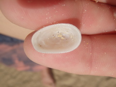Tugali parmophoidea