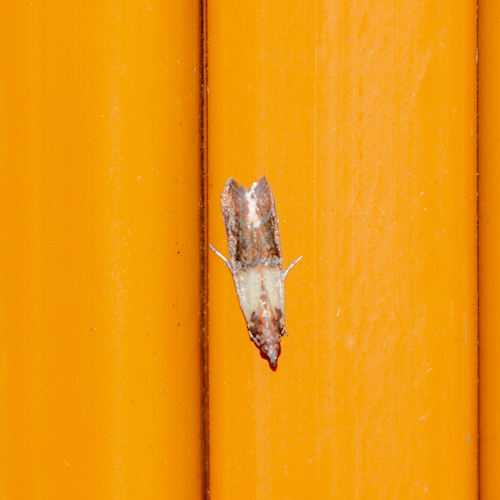 Plodia interpunctella
