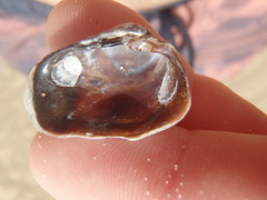 Irus crenatus