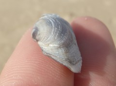 Irus crenatus