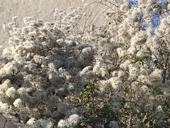 Clematis vitalba