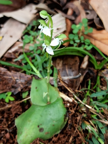Two-leaved habenaria (Habenaria diphylla)