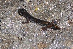 Speleomantes italicus