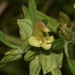Pedicularis labradorica - Photo 由 Dustin Snider 所上傳的 (c) Dustin Snider，保留部份權利CC BY