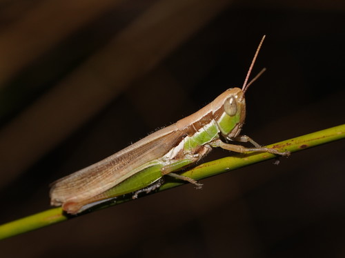 Bermius brachycerus Stål, 1878
