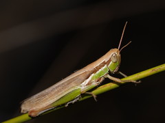 Bermius brachycerus