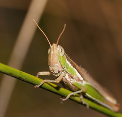 Bermius brachycerus
