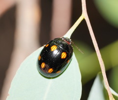 Paropsisterna octosignata