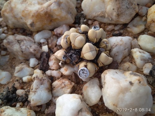 Argyroderma framesii