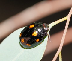 Paropsisterna octosignata