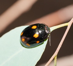 Paropsisterna octosignata