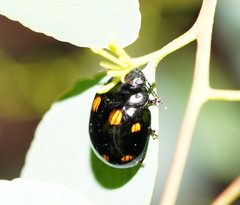 Paropsisterna octosignata