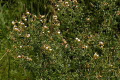 Crotalaria flavicarinata image