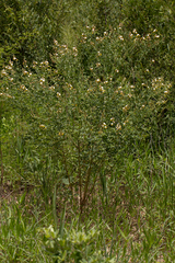 Crotalaria flavicarinata image