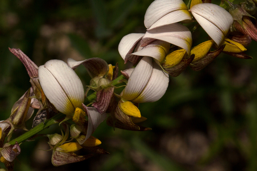 Crotalaria flavicarinata image