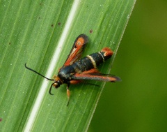 Pyropteron chrysidiforme
