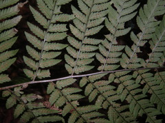 Dryopteris goeringiana