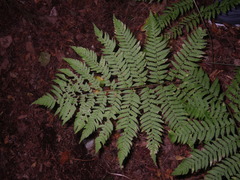 Dryopteris goeringiana