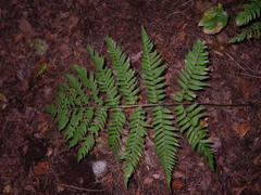 Dryopteris goeringiana