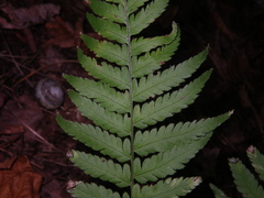 Dryopteris goeringiana