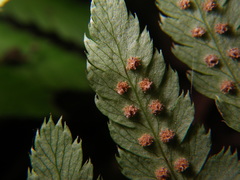 Dryopteris goeringiana