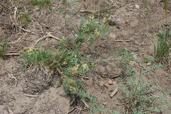 Astragalus bolanderi