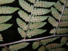 Dryopteris goeringiana
