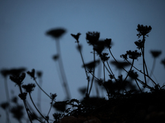 Daucus carota gummifer