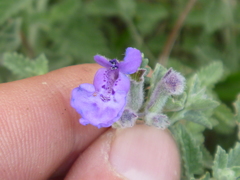 Nepeta × faassenii