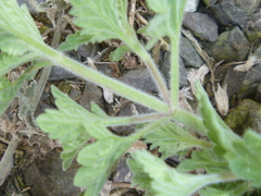 Nepeta × faassenii
