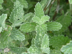 Nepeta × faassenii