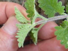 Nepeta × faassenii