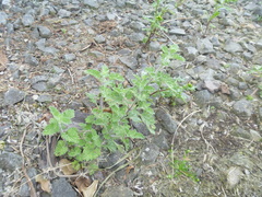Nepeta × faassenii