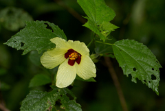 Hibiscus ovalifolius image