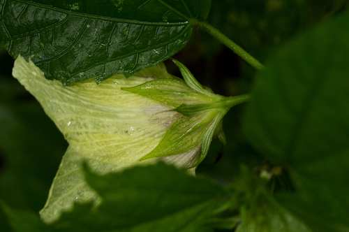 Hibiscus ovalifolius image